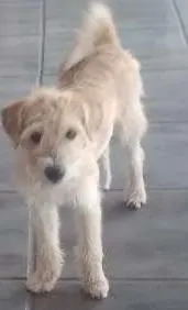 Cachorro raça Poodle com vira-lata idade 2 a 6 meses nome Branquinhos