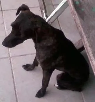 Cachorro ra a vira lata idade 4 anos nome Anita
