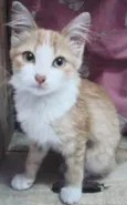 Hana