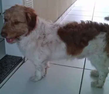 Cachorro ra a Mestiço border collie com poodle idade 3 anos nome Ralf