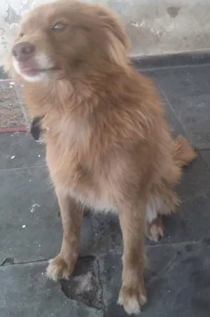 Cachorro raça acho q uma mistura de labrador com pitbull idade 3 anos nome Marlon