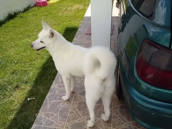 Cachorro ra a AKITA idade 4 anos nome MELL