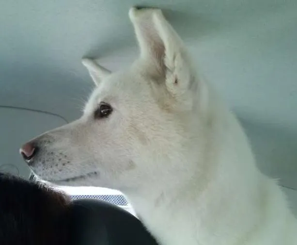 Cachorro ra a AKITA idade 4 anos nome MELL