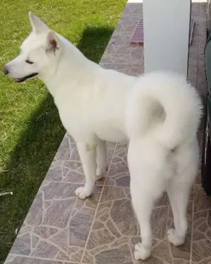 Cachorro raça AKITA idade 4 anos nome MELL