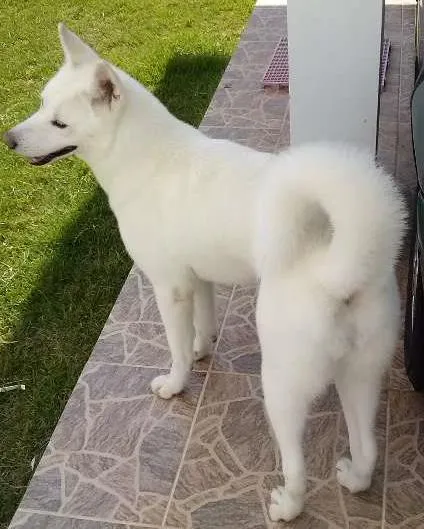 Cachorro ra a AKITA idade 4 anos nome MELL