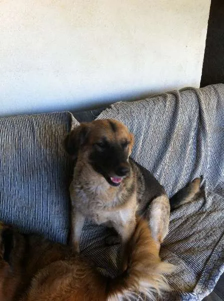 Cachorro ra a SRD idade  nome Zé