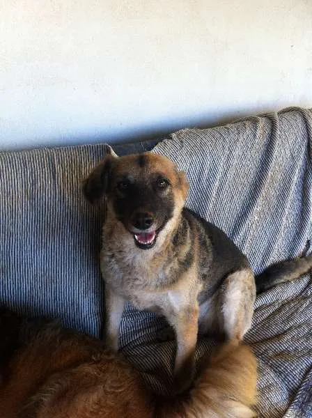 Cachorro ra a SRD idade  nome Zé