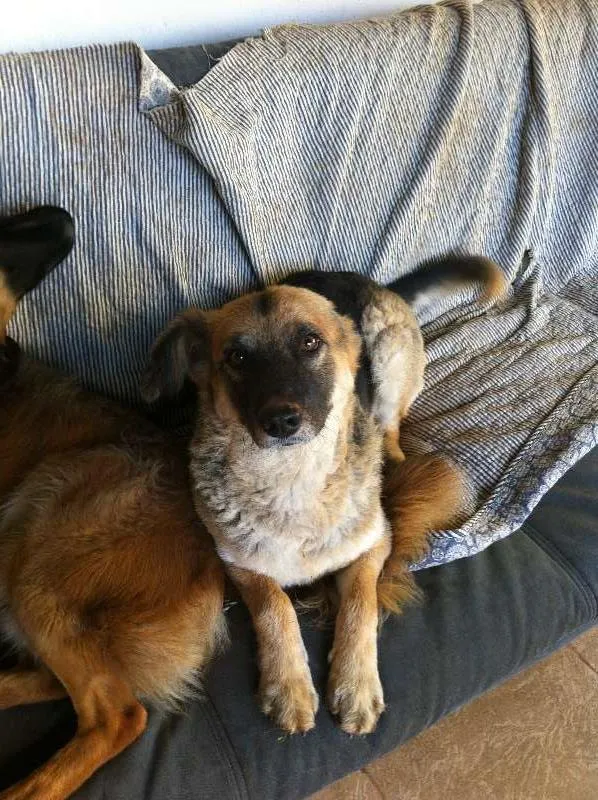 Cachorro ra a SRD idade  nome Zé