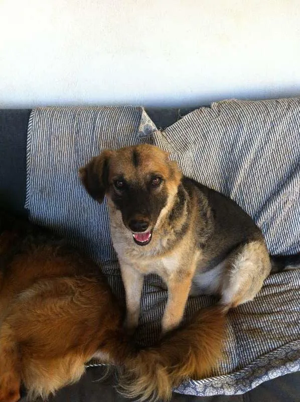 Cachorro ra a SRD idade  nome Zé
