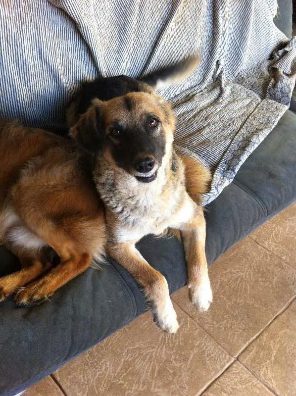 Cachorro ra a SRD idade  nome Zé