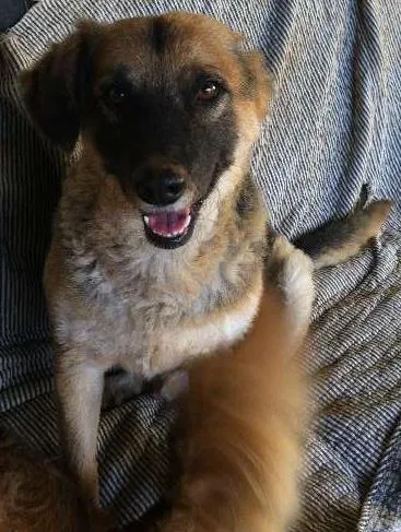 Cachorro ra a SRD idade  nome Zé