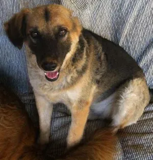 Cachorro raça SRD idade  nome Zé