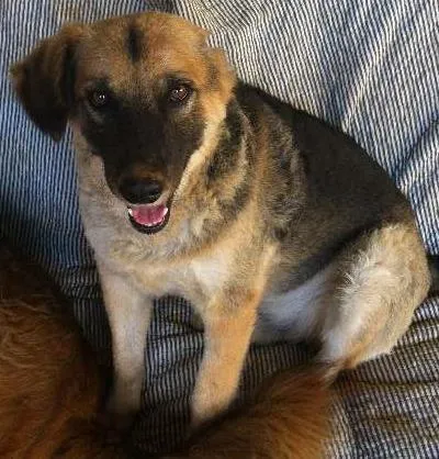 Cachorro ra a SRD idade  nome Zé