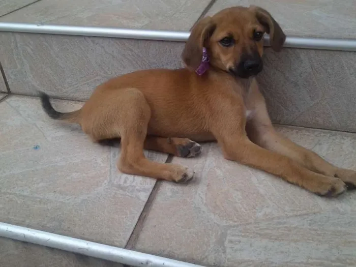 Cachorro raça não definida idade 2 a 6 meses nome Kika