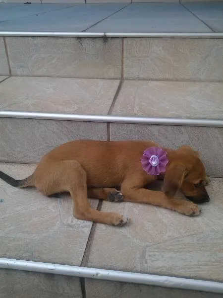 Cachorro raça não definida idade 2 a 6 meses nome Kika
