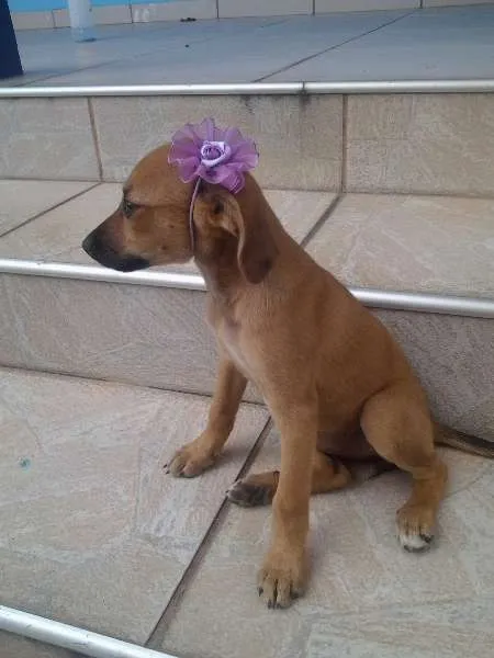 Cachorro raça não definida idade 2 a 6 meses nome Kika