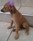 Kika