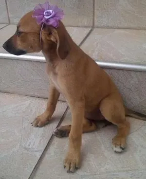 Cachorro raça não definida idade 2 a 6 meses nome Kika