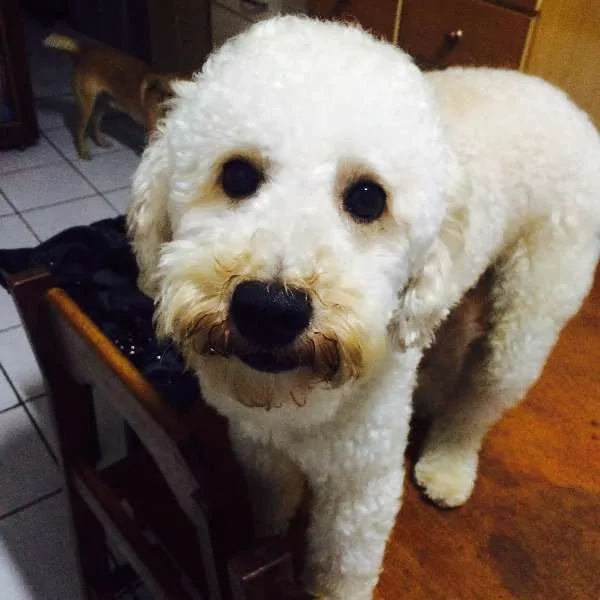 Cachorro ra a Poodle idade 1 ano nome Pingo