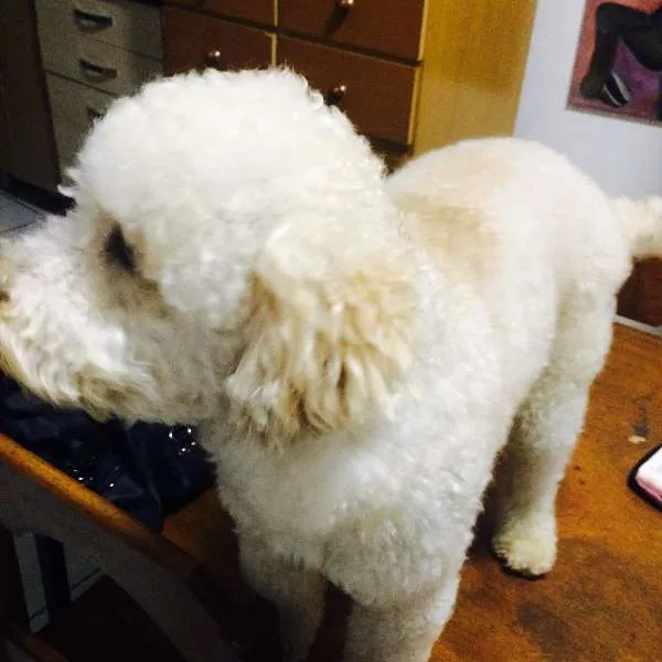 Cachorro ra a Poodle idade 1 ano nome Pingo