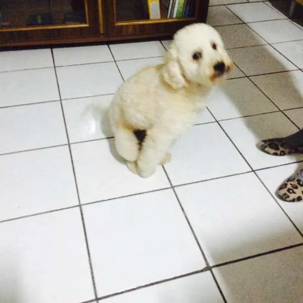 Cachorro ra a Poodle idade 1 ano nome Pingo