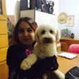 Pingo