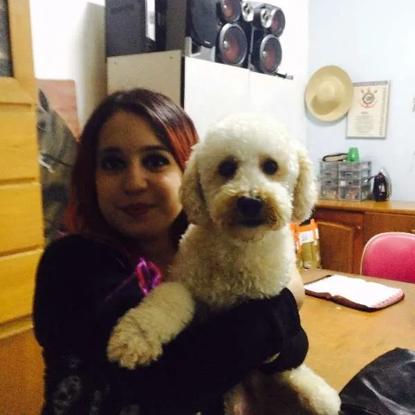 Cachorro ra a Poodle idade 1 ano nome Pingo