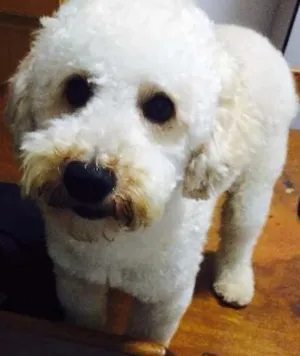 Cachorro raça Poodle idade 1 ano nome Pingo