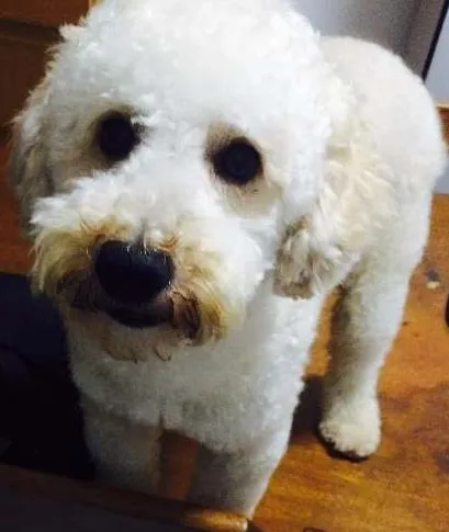 Cachorro ra a Poodle idade 1 ano nome Pingo