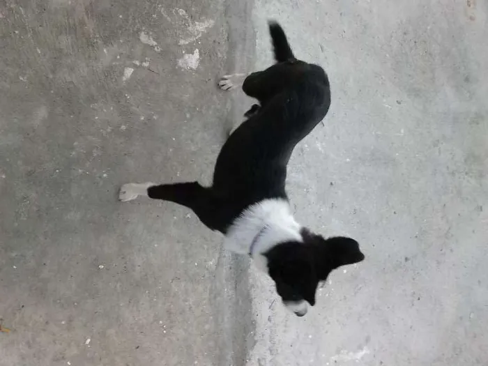 Cachorro raça x - border collei idade 1 ano nome Tchess