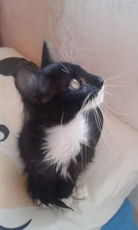 Gato ra a SRD idade 2 a 6 meses nome Wolverine, Batman e