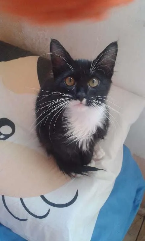 Gato ra a SRD idade 2 a 6 meses nome Wolverine, Batman e