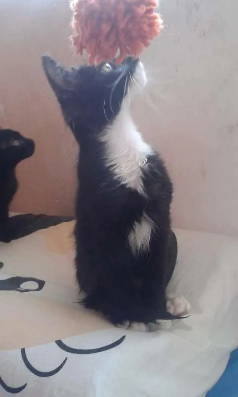 Gato ra a SRD idade 2 a 6 meses nome Wolverine, Batman e