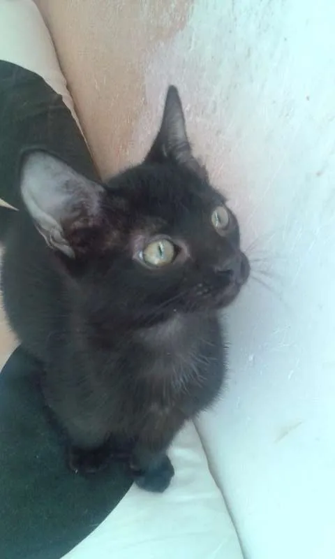 Gato ra a SRD idade 2 a 6 meses nome Wolverine, Batman e