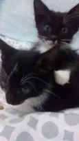 Wolverine, Batman e