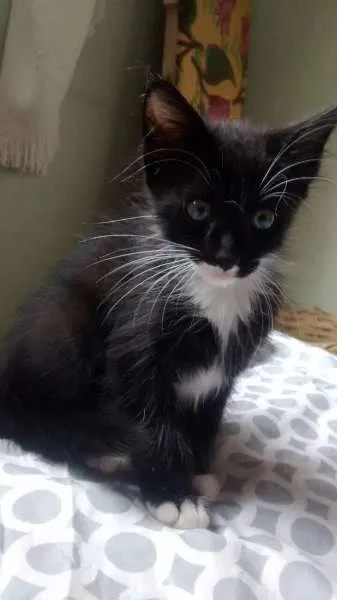 Gato ra a SRD idade 2 a 6 meses nome Wolverine, Batman e