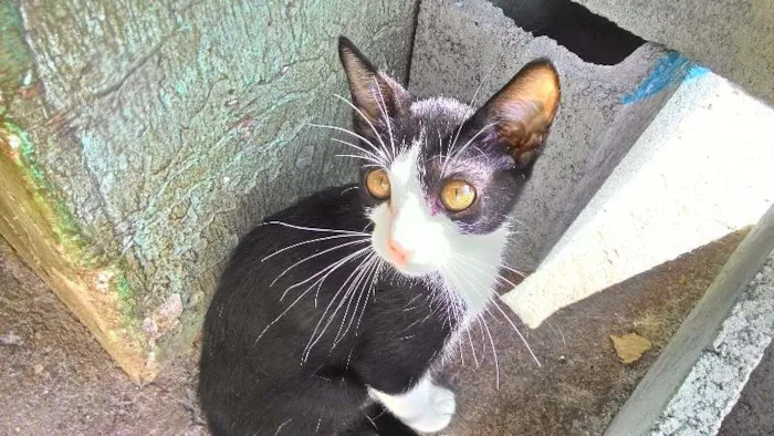 Gato ra a SRD idade 2 a 6 meses nome Wolverine, Batman e