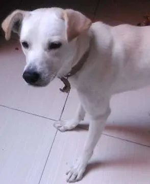 Cachorro ra a SRD idade 1 ano nome Taby