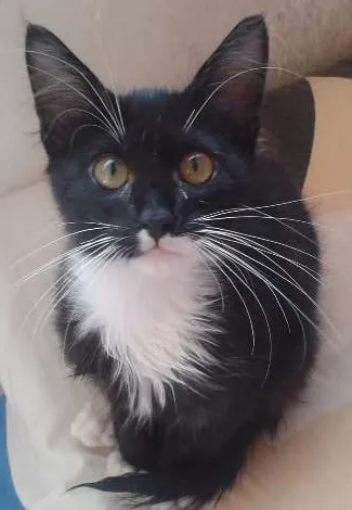 Gato ra a SRD idade 2 a 6 meses nome Wolverine, Batman e