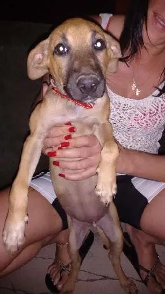 Cachorro ra a SRD idade 2 a 6 meses nome Mel