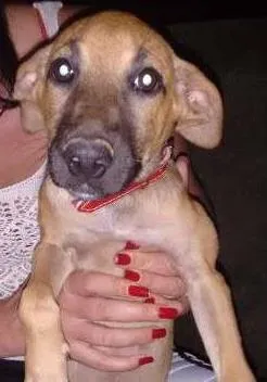 Cachorro ra a SRD idade 2 a 6 meses nome Mel