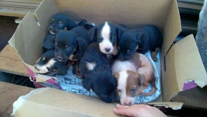 Cachorro raça VIRA LATA idade Abaixo de 2 meses nome FILHOTES
