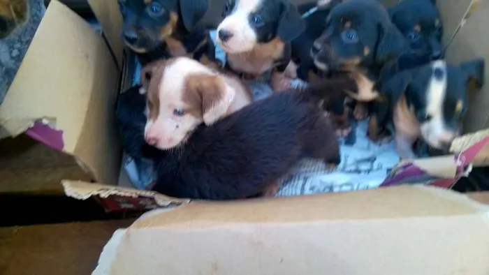 Cachorro raça VIRA LATA idade Abaixo de 2 meses nome FILHOTES