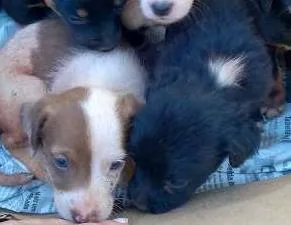 Cachorro raça VIRA LATA idade Abaixo de 2 meses nome FILHOTES