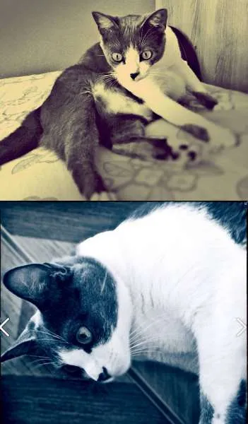 Gato ra a Vira Lata idade 2 anos nome Bina