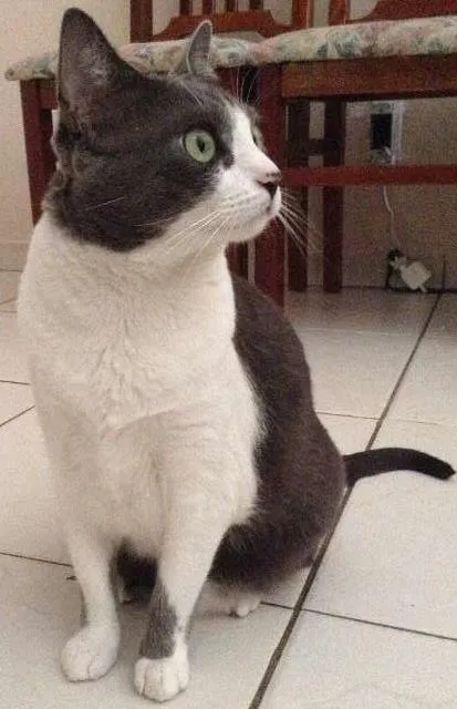 Gato ra a Vira Lata idade 2 anos nome Bina