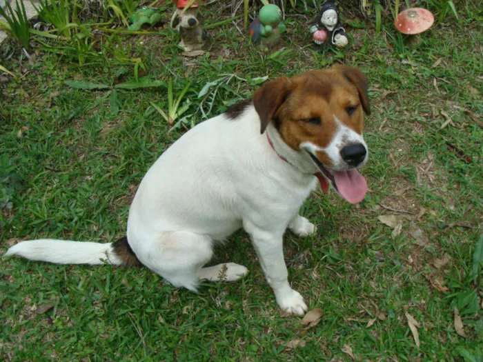 Cachorro ra a mistura com lavrador idade 1 ano nome Kiara