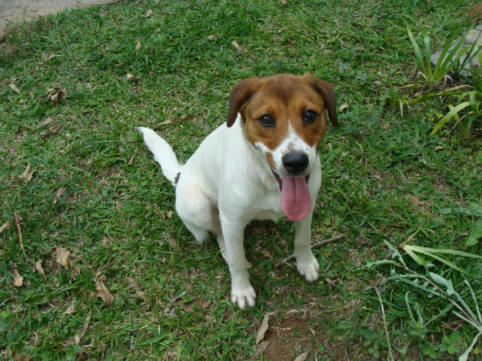 Cachorro ra a mistura com lavrador idade 1 ano nome Kiara