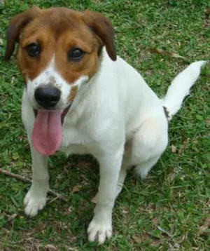 Cachorro raça mistura com lavrador idade 1 ano nome Kiara