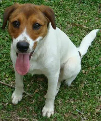 Cachorro ra a mistura com lavrador idade 1 ano nome Kiara